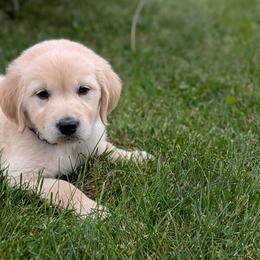 Grasshopper - Golden male Golden Retriever puppy in Lakeside, Arizona from Tall Pines Goldens