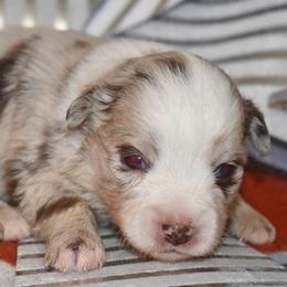 Neo - Red merle male Miniature Australian Shepherd puppy in Patterson, North Carolina from DreamLine Aussies