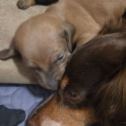 Dachshund puppies from 603 Wiener Wonders