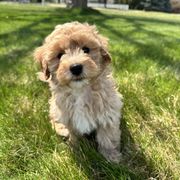 Taco Bell - Apricot female Double Doodle puppy in Middleton, Idaho from Krystle’s Premier Doodles