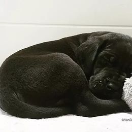 Great Dane Puppies from VanDelft Danes