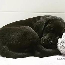 Great Dane Puppies from VanDelft Danes
