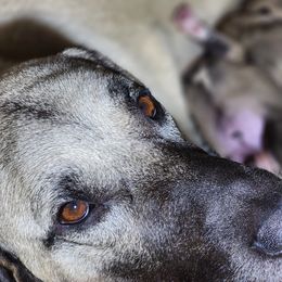 Lady Llexi - Kangal