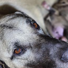 Lady Llexi - Kangal