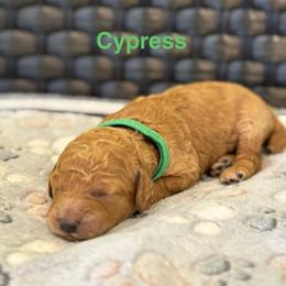 Cypress - Apricot female Poodle puppy in Union Grove, Alabama from Beltane Bonnies