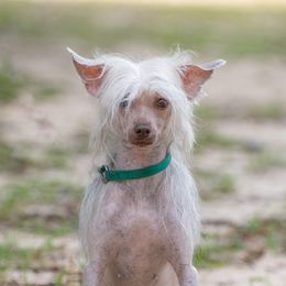 Zira - Chinese Crested