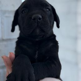 Boy 1 - Black male Cane Corso puppy in Sandia, Texas from OneTime Cane Corso