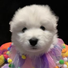 Samoyed Puppies from Samoyed Puppies
