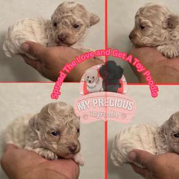 Sunny - Apricot male Poodle puppy in Lawton, Oklahoma from My Precious Toy Poodles