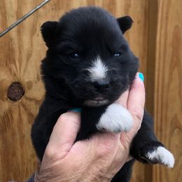 Onyx - Agouti and white male Siberian Husky puppy in Thomasville, Georgia from Southern Blues Siberian Huskies
