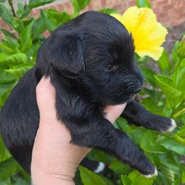 Janet - Black female Miniature Schnauzer puppy in Hickory, North Carolina from Selene's Schnauzers