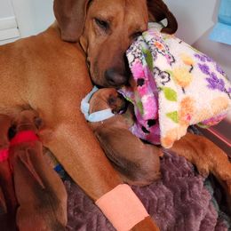 Rhodesian Ridgeback Puppies from Monarch Rhodesian Ridgebacks