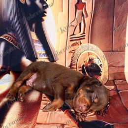 Gray Collar - Red and rust male Doberman Pinscher puppy in Louisville, Kentucky from Ruiz Dobermans