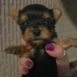 Tiny - Black and tan male Yorkshire Terrier puppy in West Enfield, Maine from GRIFFEY'S SPA AND KENNEL