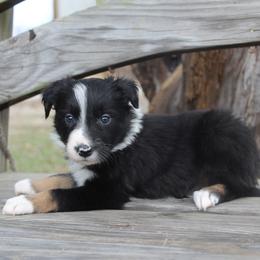 Orion - Tri-color male Border Collie puppy in Parsons, Kansas from Feathered Cactus Farm
