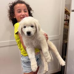Pink-Purple Girl - White female Maremma Sheepdog puppy in Kings County, California from Prancing Pony Farm Maremma Sheepdogs
