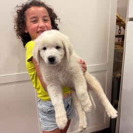 Pink-Purple Girl - White female Maremma Sheepdog puppy in Kings County, California from Prancing Pony Farm Maremma Sheepdogs