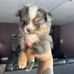Valentino - Blue merle male Toy Australian Shepherd puppy in Carlsbad, New Mexico from Carlsbad Toy Aussies