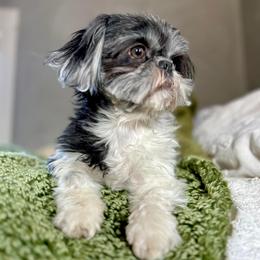 Paisley - Shih Tzu