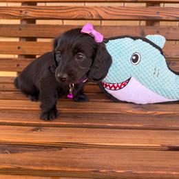 Parsley - Black female Dachshund puppy in South Willard, Utah from Doxies in the Sun