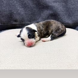 Willie - Brindle and white male American Corgi puppy in Pahrump, Nevada from Desert Sunset Corgis