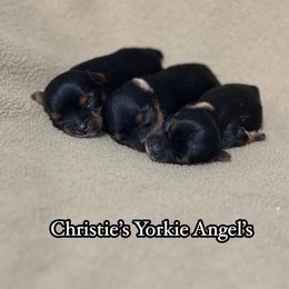 Yorkshire Terrier Puppies from Christie’s Yorkie Angel’s