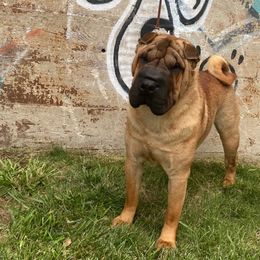 Rip - Chinese Shar-Pei