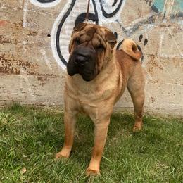 Rip - Chinese Shar-Pei