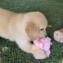 Girl 3 - female Golden Retriever puppy in Sparta, Tennessee from Poso Creek Corgis