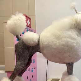 Poodles from Gomes Kennels