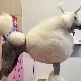 Poodles from Gomes Kennels