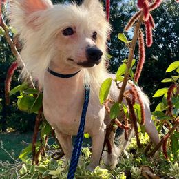 Fraser - White male Chinese Crested puppy in Lutz, Florida from Halcyon Chinese Cresteds