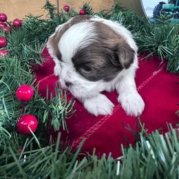 Sprinkles - Liver and white male Shih Tzu puppy in Toccoa, Georgia from Shorkie & Shih Tzu Haven