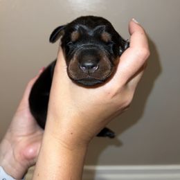 Doberman Pinscher Puppies from Ludic Kennels