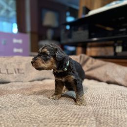 Camo Green - Black and tan male Airedale Terrier puppy in Hackettstown, New Jersey from Allie’s Airedales