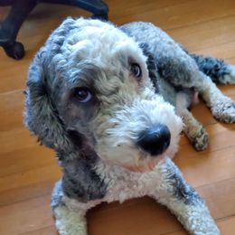Kandy - Sheepadoodle