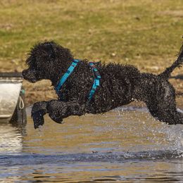 Pirah - Portuguese Water Dog