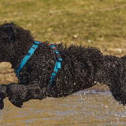 Pirah - Portuguese Water Dog