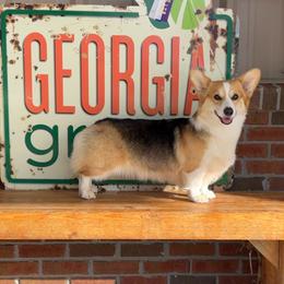 Cookie - Pembroke Welsh Corgi