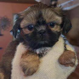 Noodles - Red female Shih Tzu puppy in Nekoosa, Wisconsin from Brox Acres House of Fur LLC