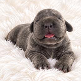 Stormi - Gray female Cane Corso puppy in Trenton, Texas from Trained To Go Corso Kennels (T.T.G. Corso Kennels)