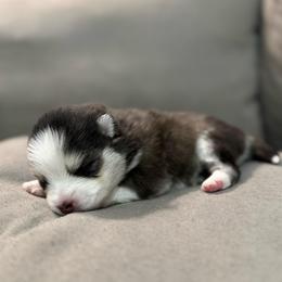 5th born and female puppy - Black and white female Pomsky puppy in West Sacramento, California from Pinkie's Pomskies
