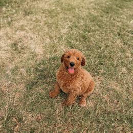 Jackson - Apricot male Goldendoodle puppy in Yukon, Oklahoma from Bows and Ties Doodles, LLC
