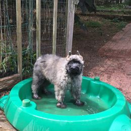 Bouvier des Flandres Puppies from Abken Bouviers