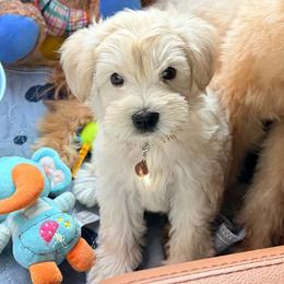 Wheaten boy - Wheaten male Miniature Schnauzer puppy in Kannapolis, North Carolina from Schnauzer Affinity