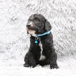 Poodle Puppies from Absolutely Pampered Poodles