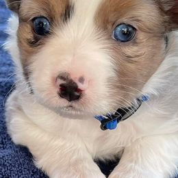 Miniature Australian Shepherds and Toy Australian Shepherds from Leary’s Little Aussies