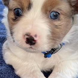 Miniature Australian Shepherds and Toy Australian Shepherds from Leary’s Little Aussies
