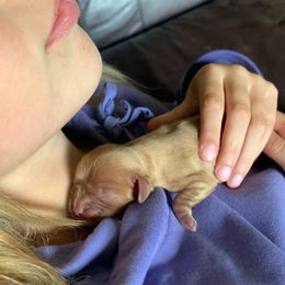 Scout - Ruby male Cavalier King Charles Spaniel puppy in St. Cloud, Minnesota from Embricks Cavaliers