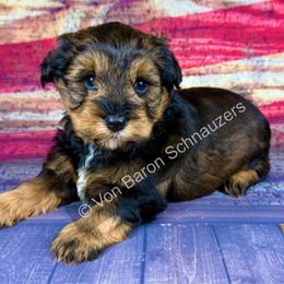 Nocona AKC RARE red pepper phantom - Salt and pepper male Miniature Schnauzer puppy in Dayton, Texas from Von Baron Schnauzers